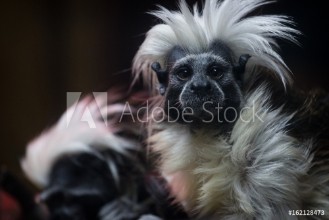 Bild på Tamarin monkeys